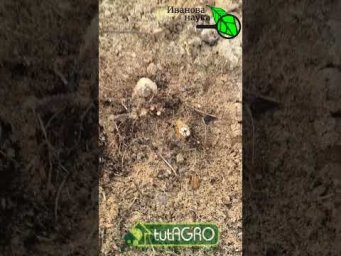 УХОД ЗА МАЛИНОЙ РАННЕЙ ВЕСНОЙ. Убирать мульчу и укрытие? Подкормка малины. МАЛИНА ЗАВАЛИТ УРОЖАЕМ!