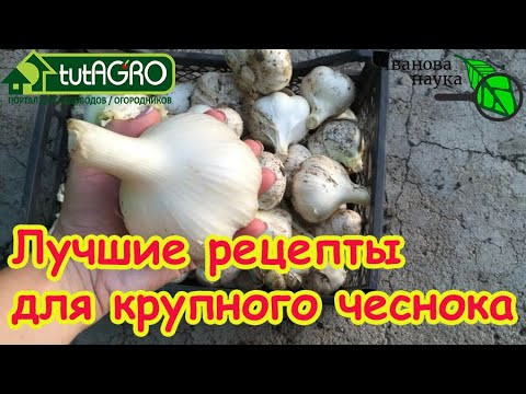 ЧЕСНОК ЗАМАЧИВАТЬ НЕ ОБЯЗАТЕЛЬНО, но желательно. Лучшие способы замачивания чеснока перед посадкой. ЧЕСНОК ЗАМАЧИВАТЬ НЕ ОБЯЗАТЕЛЬНО, но желательно. Лучшие способы замачивания чеснока перед посадкой.