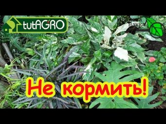 Листья желтеют, вянут, покрываются пятнами? Руки прочь от удобрений! Скорая помощь для растений.
