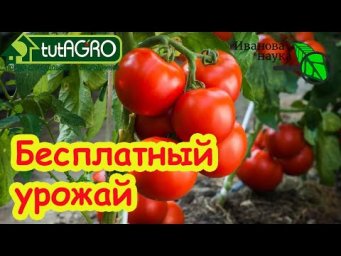 НИЧЕГО НЕ ПОКУПАЮ, А УРОЖАЙ ПРЁТ КАК НА ДРОЖЖАХ!