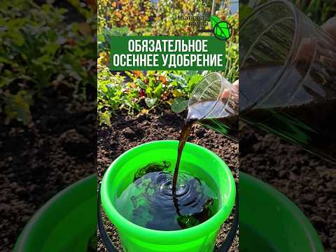 ПОЛ СТАКАНА НА ВЕДРО и ЗЕМЛЯ КАК НОВАЯ! Обязательное осеннее обновление и оздоровление почвы