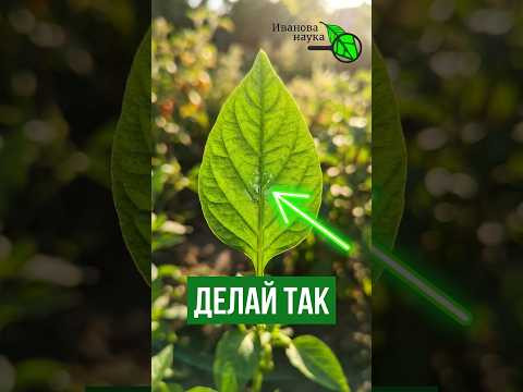 ШОК! Ни одного вредителя в огороде! Защити свою капусту! ШОК! Ни одного вредителя в огороде! Защити свою капусту!