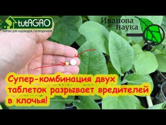 ЭТИ 2 ТАБЛЕТКИ РВУТ ВРЕДИТЕЛЕЙ В КЛОЧЬЯ! Простое средство от головы + витамин = бомба от слизней.