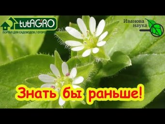 Я 20 лет вырывал этот сорняк, пока не узнал, что он - аптека под ногами!