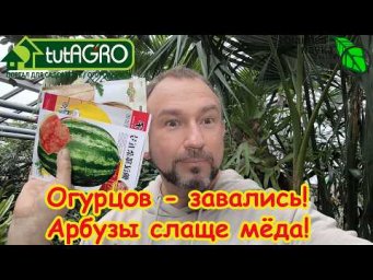 УЖЕ ПОРА! Хотите море огурцов и гору арбузов? Сейте именно так! 3 правила для мощного старта.