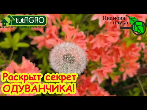 ЭТОГО ПРО ОДУВАНЧИК ВАМ НИКТО НЕ РАССКАЖЕТ! Правила использования одуванчика. Одуванчик в компосте.