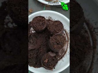 Удивительный способ реже поливать растения. Рассада не пересохнет! Как экономить воду при поливе.