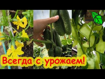 ПРОДАВЦЫ ПРЕПАРАТОВ РАЗОРЯТСЯ! ЗАПОМНИТЕ ЭТУ ХИТРОСТЬ, ЧТОБЫ ВСЕГДА БЫТЬ С УРОЖАЕМ! Мечта огородника