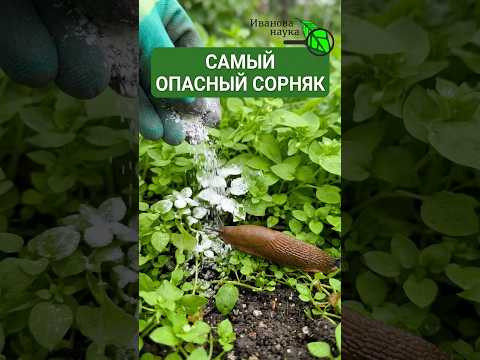ВЫ БУДЕТЕ РЫДАТЬ ВЕСНОЙ, если оставите этот сорняк ЗИМОВАТЬ! ЛУЧШАЯ берлога для слизней ВЫ БУДЕТЕ РЫДАТЬ ВЕСНОЙ, если оставите этот сорняк ЗИМОВАТЬ! ЛУЧШАЯ берлога для слизней