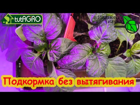 САМЫЕ ЛУЧШИЕ и НАДЁЖНЫЕ РЕЦЕПТЫ ПОДКОРМОК РАССАДЫ на сезон 2024 года. Вот так подкармливайте рассаду САМЫЕ ЛУЧШИЕ и НАДЁЖНЫЕ РЕЦЕПТЫ ПОДКОРМОК РАССАДЫ на сезон 2024 года. Вот так подкармливайте рассаду