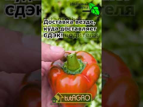 ЗАБУДЬ про магазинные семена: СВОИ семена перца – УРОЖАЙ в 2 раза больше! Свои семена перца. ЗАБУДЬ про магазинные семена: СВОИ семена перца – УРОЖАЙ в 2 раза больше! Свои семена перца.