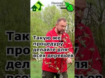 Сад будет плодоносить долго и богато. #иванованаука #сад #огород