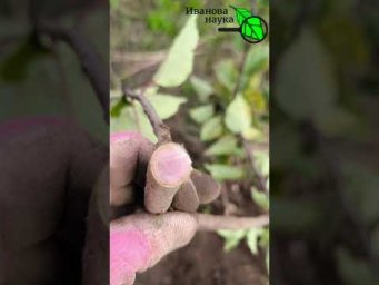 Самый необычный сеянец яблони. ДЛЯ ЧЕГО ВЫРАЩИВАТЬ СЕЯНЦЫ ЯБЛОНЬ и ДРУГИХ ФРУКТОВЫХ ДЕРЕВЬЕВ.