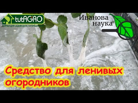 САМ РАЗВОЖУ ЭТУ ПОДКОРМКУ и забыл о поливах и удобрениях! Самый легкий способ растить урожай. САМ РАЗВОЖУ ЭТУ ПОДКОРМКУ и забыл о поливах и удобрениях! Самый легкий способ растить урожай.