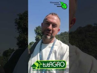 Базилик - это дерево!!! А вы знали об этом? Как вырастить дерево базилика.