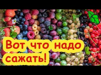 ХОТЬ СКРАЮ, ХОТЬ СБОКУ: обязательно посадите их на участке. За какими сортами НАДО гоняться.