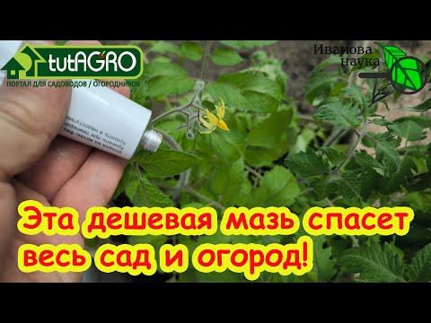 ЛИЧИНКИ ХРУЩА, МЕДВЕДКИ и МУРАВЬИ в ТЕПЛИЦЕ и на ГРЯДКАХ: как будем бороться?
