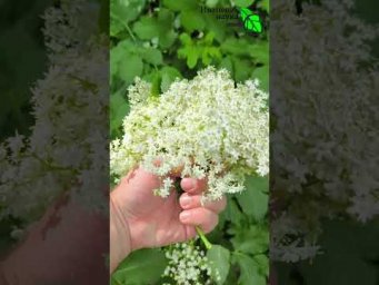 ЭТОТ секрет спас ВЕСЬ сад! Природный щит от вредителей и болезней   Находка для любого дачника!