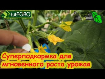 АСПИРИН + ДРОЖЖИ = СУПЕРПОДКОРМКА. Вот как правильно приготовить раствор для томатов и огурцов.