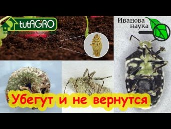 ТЛИ, КЛОПЫ, КЛЕЩИ и ГУСЕНИЦЫ боятся этого средства как кипятка! Природное очищение сада и огорода.