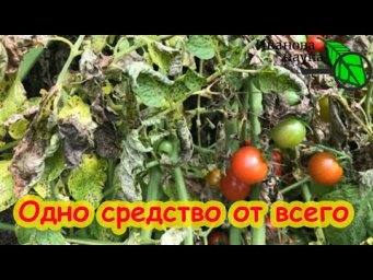 6 САМЫХ ОПАСНЫХ БОЛЕЗНЕЙ ТОМАТА ВО ВРЕМЯ НАЛИВА ПЛОДОВ и ОДНО СРЕДСТВО ПРОТИВ ВСЕХ!