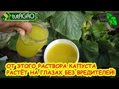Они съели всю мою капусту! Как спасти урожай от гусениц? Чистая капуста без химии. Они съели всю мою капусту! Как спасти урожай от гусениц? Чистая капуста без химии.