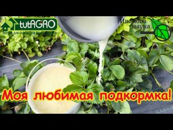 Клубника завалит урожаем! Ни гнили, ни слизней! Чем подкормить клубнику на ягоде от болезней? 