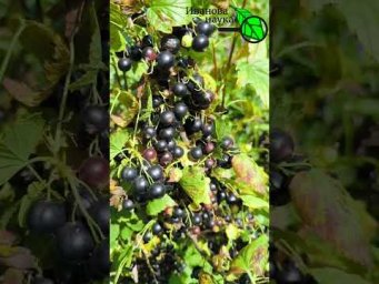 СМОРОДИНЫ и КРЫЖОВНИКА будет в 10 раз больше, если подкормите их этим средством.