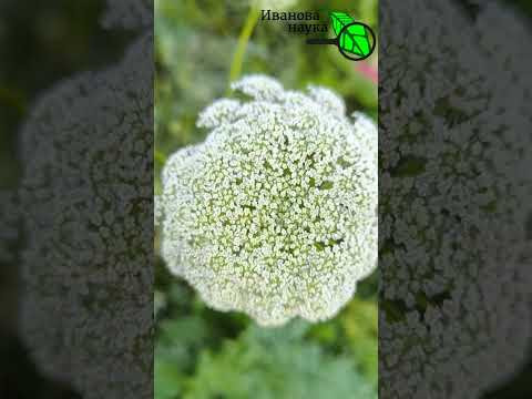СВОИ СЕМЕНА МОРКОВИ: с этих растений семена брать нельзя. СВОИ СЕМЕНА МОРКОВИ: с этих растений семена брать нельзя.