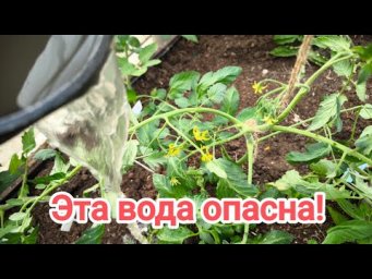 НЕ ПОЛИВАЙТЕ В ТЕПЛИЦЕ ДОЖДЕВОЙ ВОДОЙ! Томаты болеют из-за дождевой воды. Вот что надо добавить.