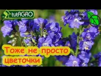 ПСИХОТРОПНЫЕ и НАРКОТИЧЕСКИЕ ВЕЩЕСТВА... ДАЖЕ НА ВАШЕЙ КУХНЕ! Кто ищет, тот всегда найдет!
