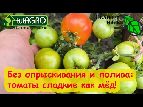 ПОДКОРМКА ТОМАТОВ НА СЛАДОСТЬ, а ОГУРЦОВ НА УРОЖАЙ ВООБЩЕ БЕЗ УДОБРЕНИЙ! Ни полива, ни опрыскивания. ПОДКОРМКА ТОМАТОВ НА СЛАДОСТЬ, а ОГУРЦОВ НА УРОЖАЙ ВООБЩЕ БЕЗ УДОБРЕНИЙ! Ни полива, ни опрыскивания.