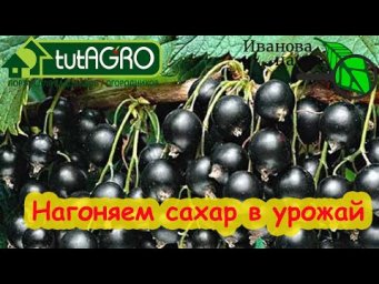 ПОДКОРМКА НА СЛАДОСТЬ БЕЗ УДОБРЕНИЙ: кормим смородину, малину, землянику, голубику и виноград.