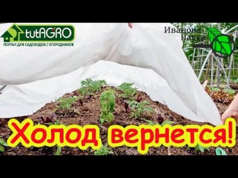 7 СПОСОБОВ СПАСТИ РАССАДУ ОТ ХОЛОДА. Заморозки вернутся! защита всех растений от возвратного холода.