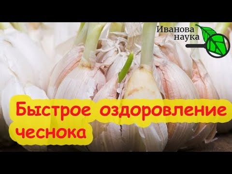 ОЗДОРОВЛЕНИЕ ЧЕСНОКА: урожай сразу в 3 раза больше! Озимый чеснок 2024. ОЗДОРОВЛЕНИЕ ЧЕСНОКА: урожай сразу в 3 раза больше! Озимый чеснок 2024.