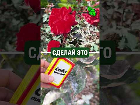 ВСЕГО 1 ЛОЖКА СОДЫ спасает весь САД и ОГОРОД! Когда можно использовать соду для растений.