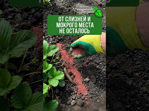 СЛИЗНИ ВЫЛЕТАЮТ ИЗ ОГОРОДА ПУШЕЧНЫМ ЗАЛПОМ! Дешёвое удобрение для ВСЕГО УЧАСТКА и ПРОТИВ СЛИЗНЕЙ СЛИЗНИ ВЫЛЕТАЮТ ИЗ ОГОРОДА ПУШЕЧНЫМ ЗАЛПОМ! Дешёвое удобрение для ВСЕГО УЧАСТКА и ПРОТИВ СЛИЗНЕЙ
