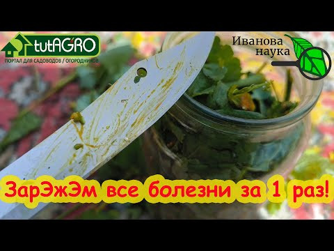 БЕСПЛАТНЫЙ ФУНГИЦИД: ЧИСТОТЕЛ ПРОТИВ БОЛЕЗНЕЙ В ОГОРОДЕ. Сделайте эту настойку против фитофтороза.