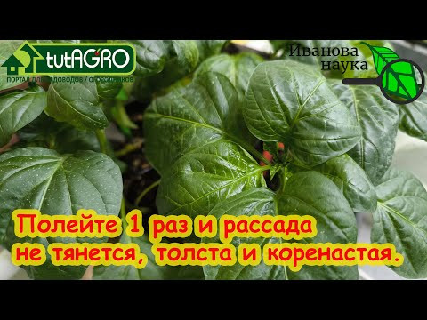 РАССАДУ НЕ УЗНАТЬ ОТ ЭТОЙ ПОДКОРМКИ! Полейте 1 раз и она не будет тянуться, а будет расти в корень. РАССАДУ НЕ УЗНАТЬ ОТ ЭТОЙ ПОДКОРМКИ! Полейте 1 раз и она не будет тянуться, а будет расти в корень.