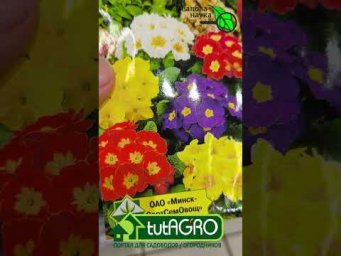 Эти семена сеем в январе, если хотите урожай и цветы у первый год.
