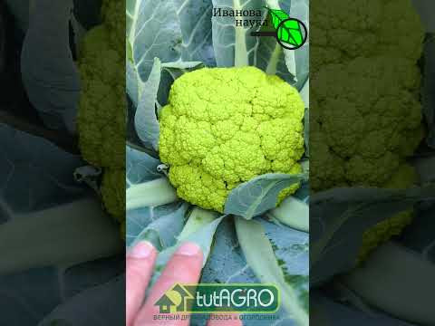 ЭТО НЕ ФОТОШОП! Этот овощ РЕАЛЬНО существует!