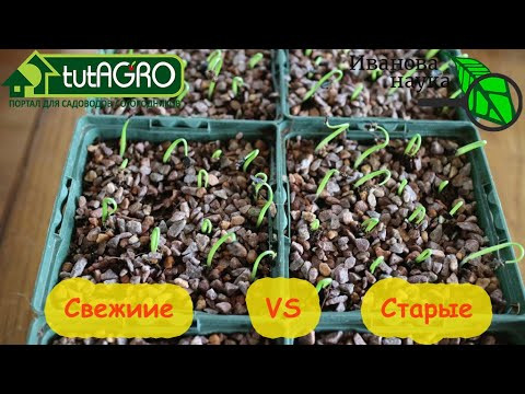 НЕ ВЫБРАСЫВАЙТЕ СТАРЫЕ СЕМЕНА! Эти семена старые лучше свежих. Когда лучше сеять полежалыми семенами НЕ ВЫБРАСЫВАЙТЕ СТАРЫЕ СЕМЕНА! Эти семена старые лучше свежих. Когда лучше сеять полежалыми семенами