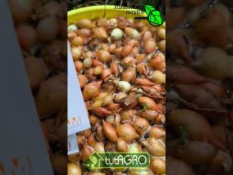 ЛУК НИКОГДА НЕ ЗАСТРЕЛКУЕТСЯ! Крепкая репка без болезней - с этим способом.