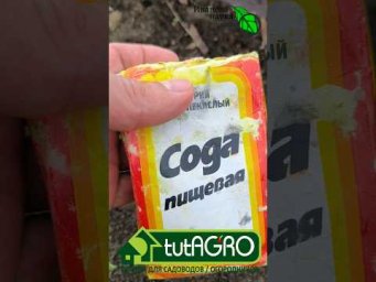 Муравьи в грядках: как быстро и надолго избавиться от муравьев в саду, в грядках и в теплице.