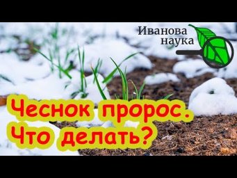 ПРОРОС ЧЕСНОК: ЧТО ДЕЛАТЬ? Как поступить, если чеснок пророс раньше времени?