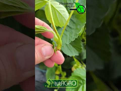 Размножение клубники усами. Вот что надо сделать для крепких розеток земляники садовой. Размножение клубники усами. Вот что надо сделать для крепких розеток земляники садовой.