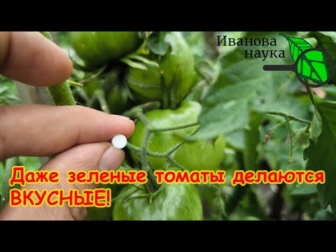 Эта подкормка наливает томаты мёдом! КАК ВЫРАСТИТЬ СЛАДКИЕ ТОМАТЫ? Вот почему ваши томаты невкусные. Эта подкормка наливает томаты мёдом! КАК ВЫРАСТИТЬ СЛАДКИЕ ТОМАТЫ? Вот почему ваши томаты невкусные.