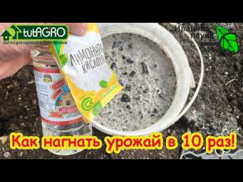 Удобрение на МИЛЛИОН. СОСЕДИ ТРАТЯТ ТЫСЯЧИ, А Я - КОПЕЙКИ! ПОЛЕЙТЕ ЭТИМ СРЕДСТВОМ и ГОРЫ ОВОЩЕЙ!