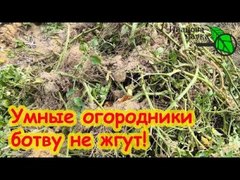 КУДА ДЕТЬ БОТВУ КАРТОФЕЛЯ И ТОМАТОВ ОСЕНЬЮ? 2 умных способа использования с пользой в саду и огороде
