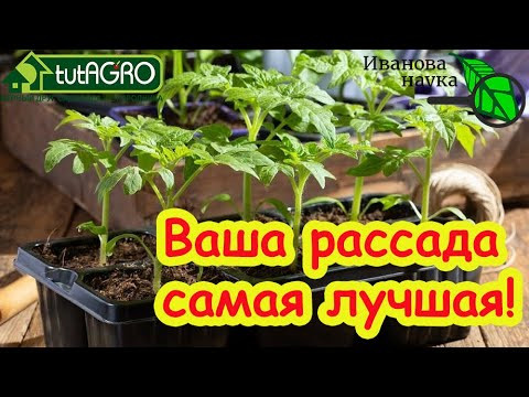 ЭТА ПОДКОРМКА ТВОРИТ ЧУДЕСА! Даже умирающая рассада встанет лесом и даст огромный урожай!